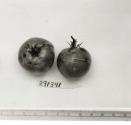 Click for 1 image(s) for this accession. FRUIT